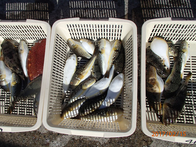 水 フグ河豚ふぐコース 極ショウサイフグのスペシャル釣行 釣り船なら愛知県師崎港の釣船七福丸