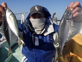 マアジサビキ釣りで釣りまくり