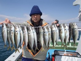 極旨のマアジの釣りまくり　伊良湖沖産のアジもでかいですよ