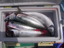 サバは釣れだすと入れ食いだ