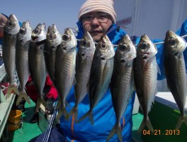 本日は伊良湖沖産のマアジ釣りでご堪能