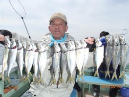 毎週火曜日の釣り師さん　本日も極旨マアジ大漁だね