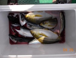 大サバと大イサキ　魅惑の大山沖の特産魚