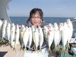 極旨大型マアジ　釣りまくり　三桁釣りかな