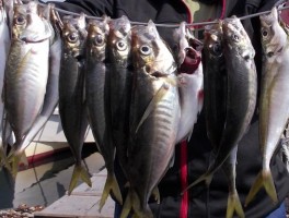 大山沖大アジ釣りスリル満点