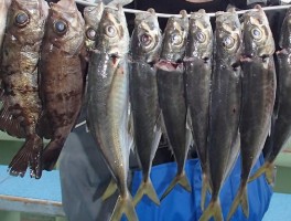 伊良湖沖産　サビキ釣りで手軽にアジ中心にメバルと釣りまくり