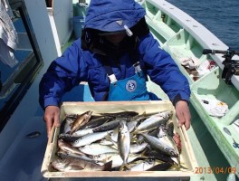 いつもの杉浦名人　春アジたっぷり釣りましたね