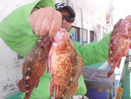 師崎沖産のカサゴです。