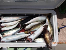 大サバどっさり　釣りすぎないようにご用心ですよ