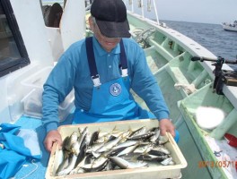 杉浦名人　本日もど迫力釣果だね