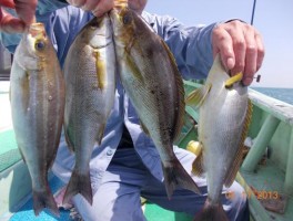 大型サイズばかり大山沖産　ザ・イサキだ