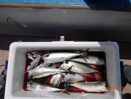 大サバは頭を切ってよりたくさん釣りましたね