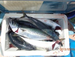 大サバも良く釣れますので釣りすぎず調整してボックス内へ