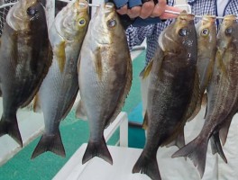 人気ナンバーワン　大山沖特産の　グレイト　ザ・イサキだ