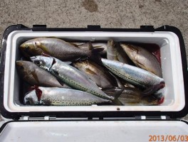 大サバ釣りでは、完全入れ食い御礼状態ですよ