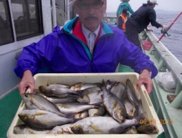 山田名人　ドッサリ　イサキづくしで釣りすぎですよ　