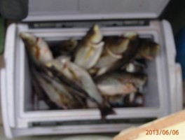 イサキ　魅力満載の釣行です