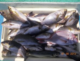 爆釣だ