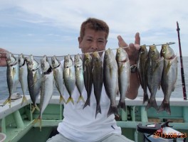 爆釣だね　伊良湖沖産のマアジにイサキで串刺し大漁だ