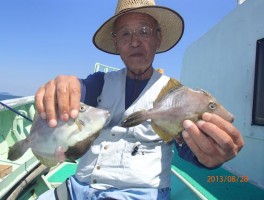 伊良湖沖産が最高の釣りご耐えで魅力満点だ