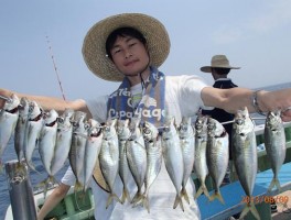 マアジは入れ食い大漁だ