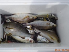 お手軽にお楽しみ満載釣行