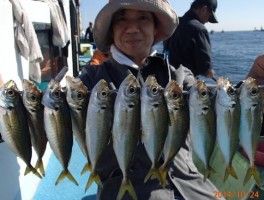 マアジも伊良湖沖産　釣りまくりモード全開ですね