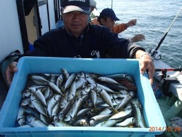 内湾産ではないので伊良湖沖産でいい感じのサイズです