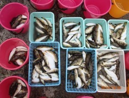 伊良湖沖産のフグはGOODサイズばかりで絶好釣だね　各皆様の釣果です