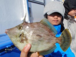 後半戦からの極上カワハギ見参