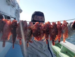 カサゴ三昧　根魚の定番の大漁だ