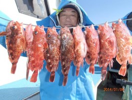 伊良湖水道産のでかいカサゴの安定釣果
