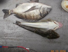 各皆様の釣果