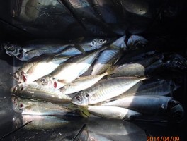 釣れる釣れますよ