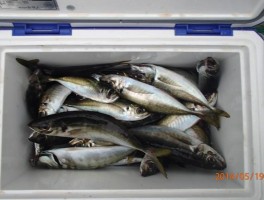 たくさん釣りましたね