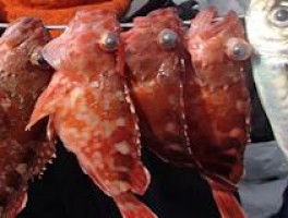 極太大サバ釣りからカサゴ釣りへ