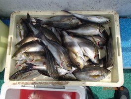 皆様こんな感じの釣果ですよ