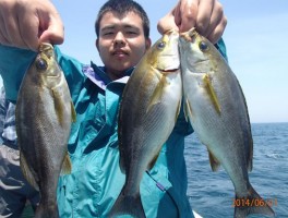 釣るなら　今でしょ　ザ・イサキだ