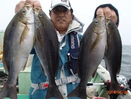 グレイトだ　大型イサキ　釣ったね