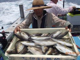 こちらも夏イサキ大漁