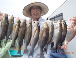 夏イサキの釣りまくりだ