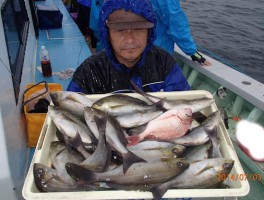 おなじみのドッサリ釣果ですよ