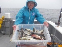 かなりの釣果ですね、　イサキイサキだ