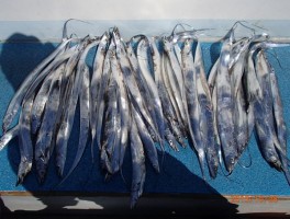 タチウオ大漁モード