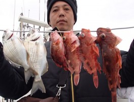 ヘダイ＆根魚の定番カサゴだ