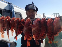 伊良湖水道産カサゴ大漁モード