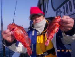 根魚の定番カサゴも絶好釣