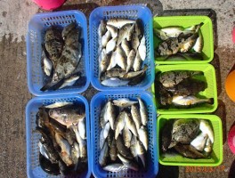 各皆様の絶好釣果です