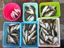 各皆様の大漁釣果です