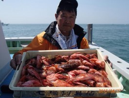 ドッサリ　伊良湖水道産カサゴの大漁バンザ～イ